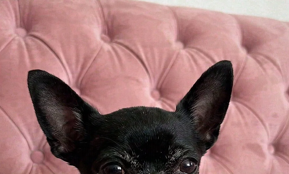 Owner photo submitted with Theo D.'s review showing Boris, a senior pug